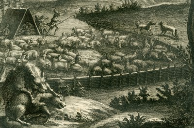 Wolf attacking a sheep, 1731 (detail) by German School